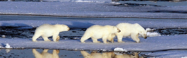 Polar bears encountered on an expedition cruise in Alaska.