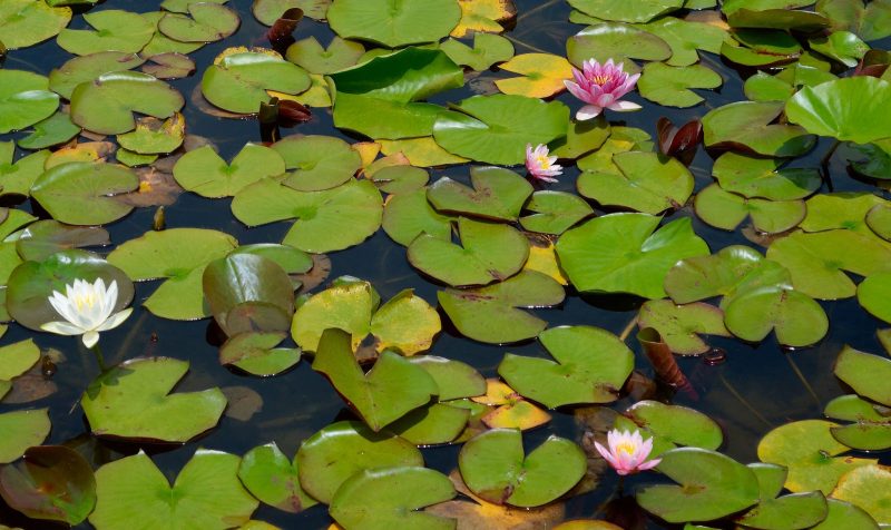 Japan: Gardens, temples & a rich culture