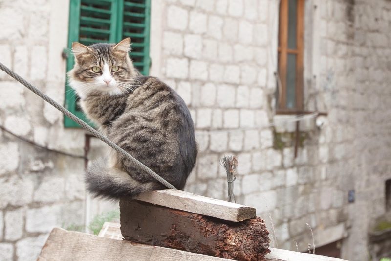 A kitty in Kotor, Montenegro, a cat-friendly city.