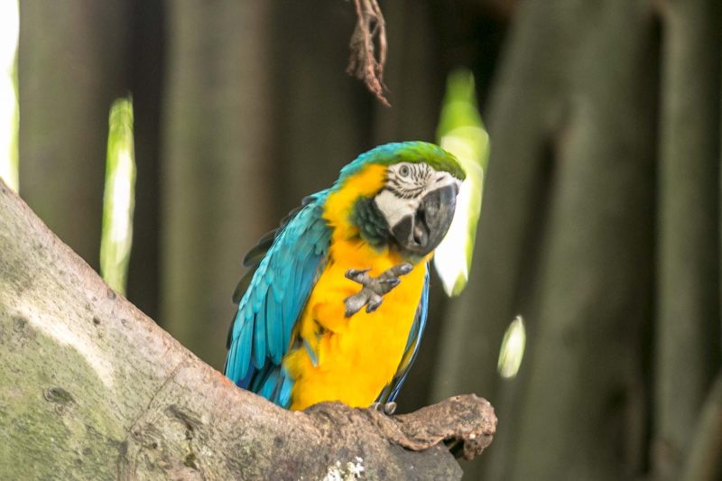 A blue and yellow macaw in the cruise terminal in Cartagena, Colombia.