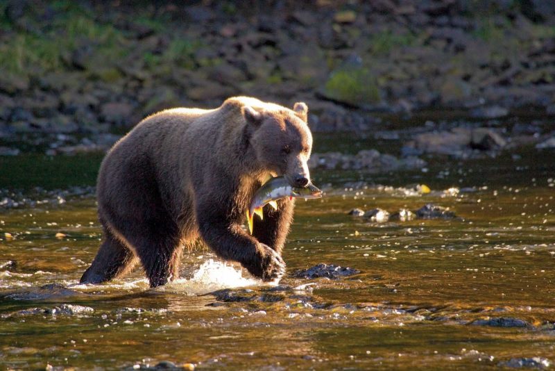 While on a hike of the Tongass National Forest in Alaska, see a brown bear as it hunts for salmon.
