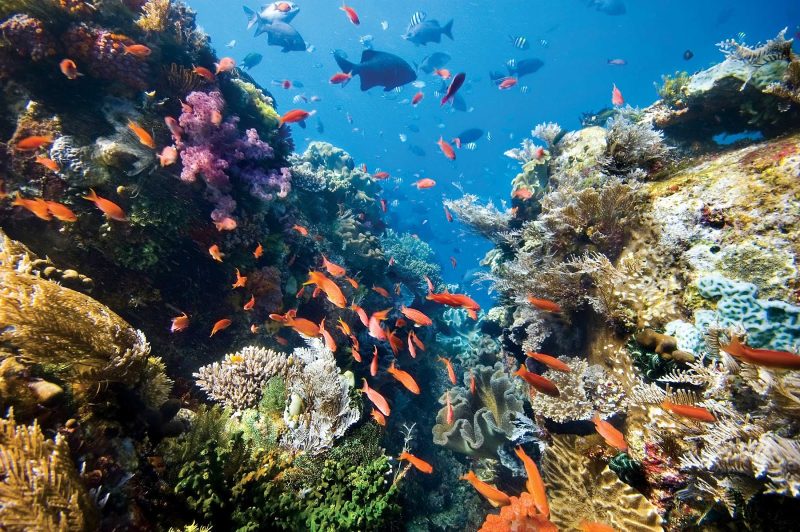 Dive the reefs of Tonga to view colorful schools of tropical fish.