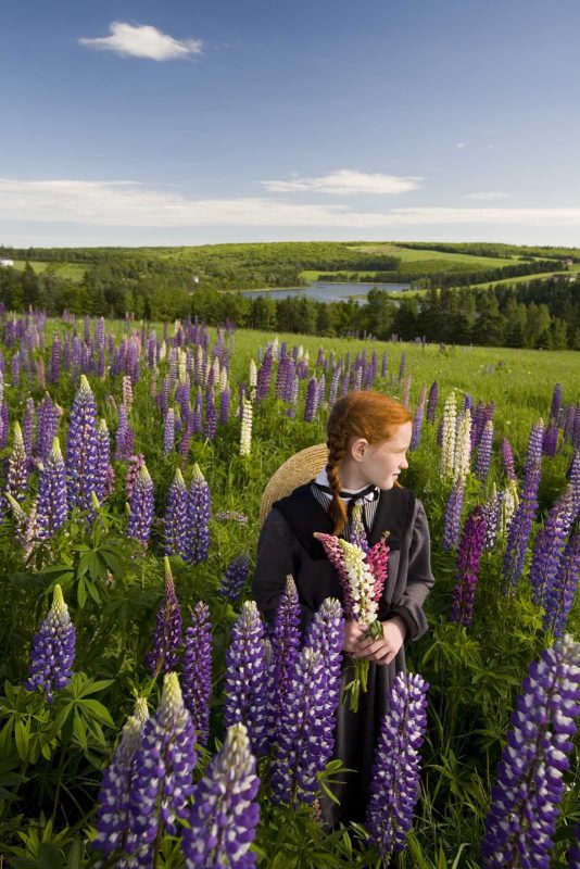A girl dressed as Anne of Green Gables holding lupins on Prince Edward Island.