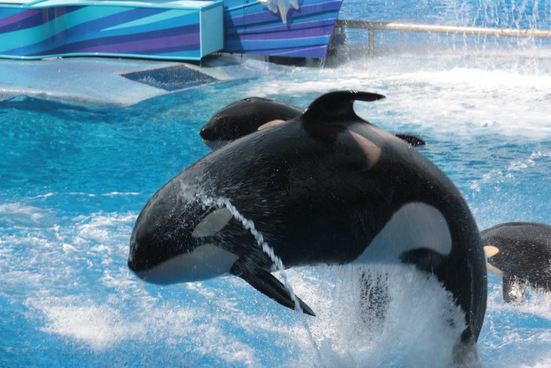 Orcas, born in captivity, perform at SeaWorld Orlando theme park.