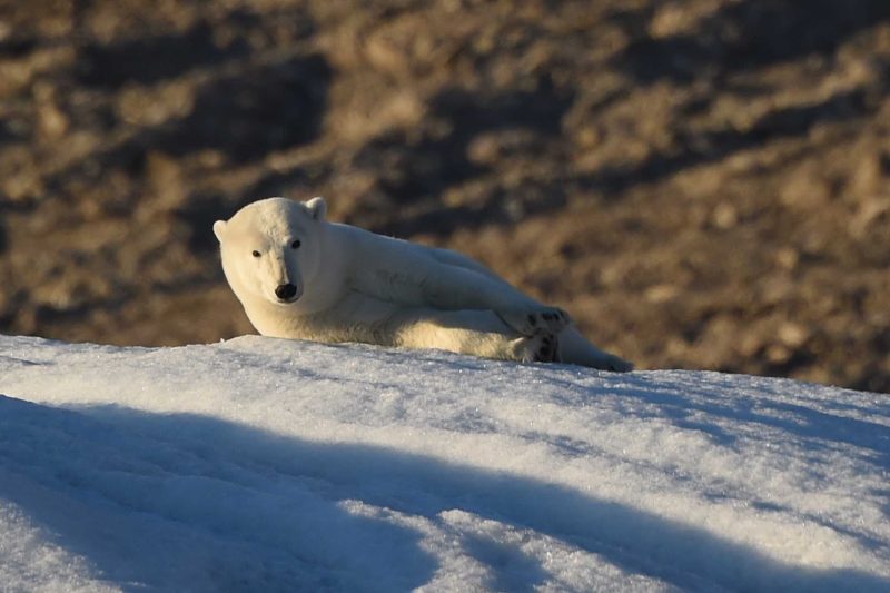 Explore the Arctic, or even the entire Northwest Passage, on a Ponant luxury expedition ship.