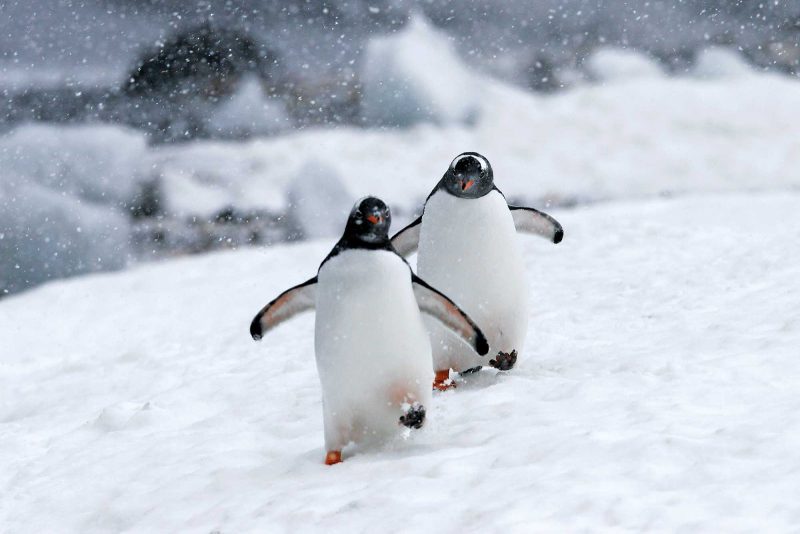  Young gentoo penguins trundle across a snow field in Antarctica during a Lindblad expedition.