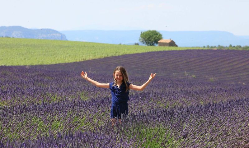 Fields of lavender on D56 between Puimoisson and Valensole, France.
