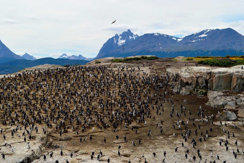 Penguins, penguins everywhere: a gathering seen during a cruise to Antarctica.