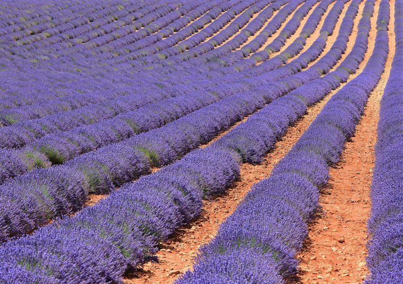  Fields of Lavender on D56 between Puimoisson and Valensole, France.