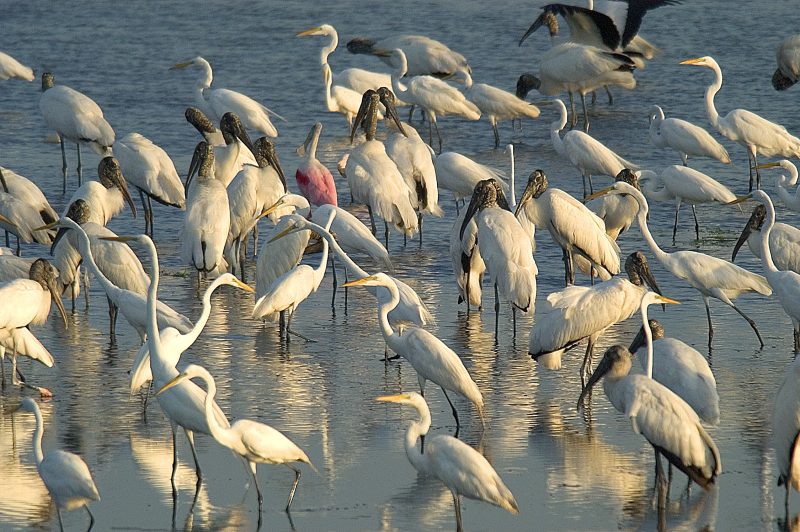 Birdwatching in Belize.
