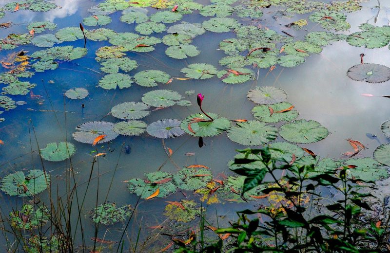 A visit to magnificent Cambodia (photo gallery)