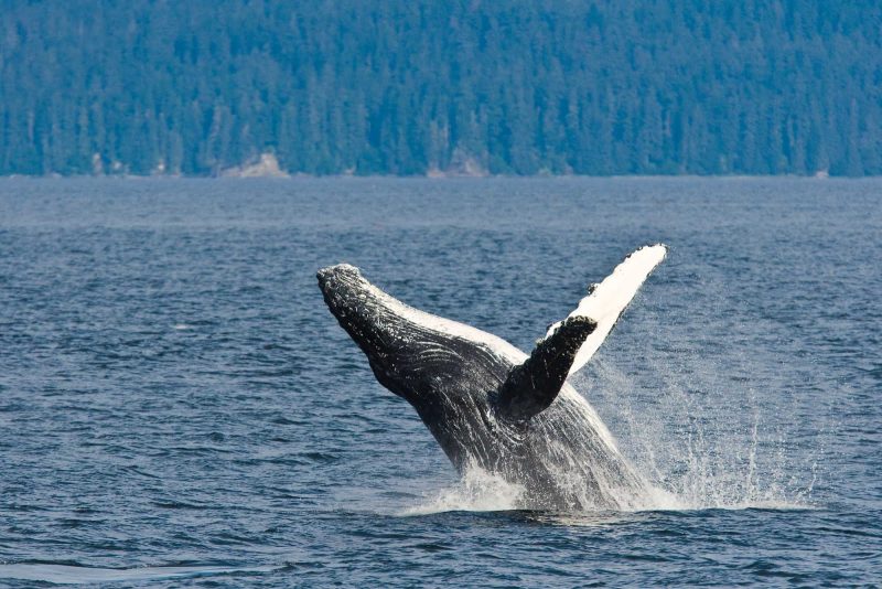 An adult humpback whale breaches after disaffiliating from a group along the west side of Chatham Strait in Southeast Alaska during a Lindblad expedition.