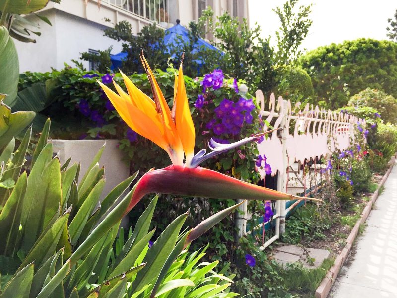 A bird of paradise spotted along the canals of Venice, California. 