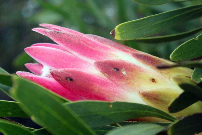 Protea Ruby Blush, a South African flowering plant, is also known as a sugarbush.