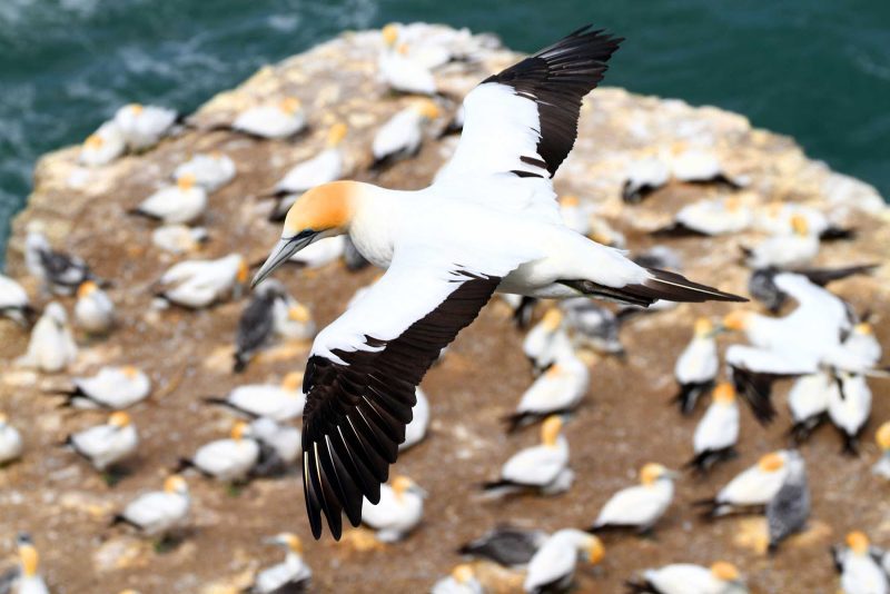 Visit Muriwai, New Zealand, to see a colony of gannets on a Ponant cruise.