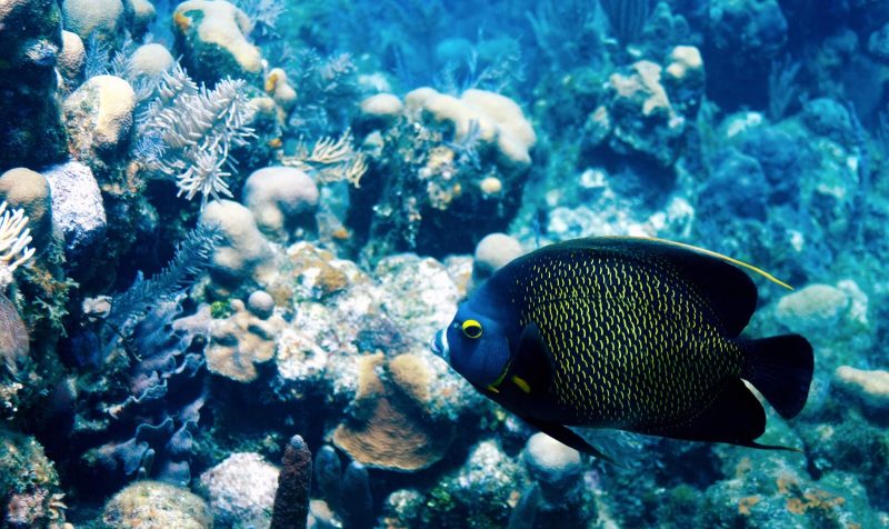 A French angel in the coral reef of Roatan Island, Honduras. 