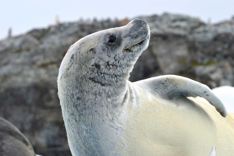 Marine life seen on a Lindblad Expeditions cruise to Antarctica.