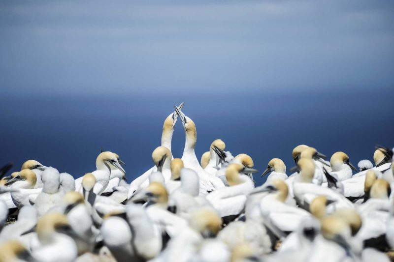 View the gannets of Gannet Beach in sunny Hawke's Bay, New Zealand, on a Ponant cruise.