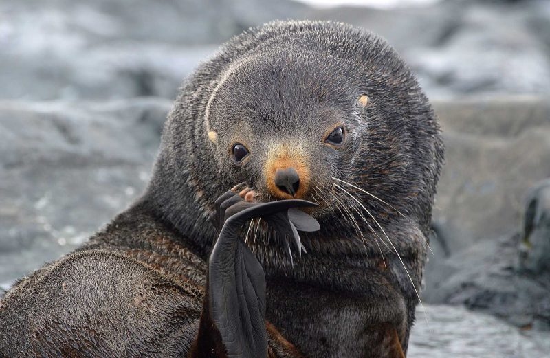 Marine life seen on a Lindblad Expeditions cruise to Antarctica.