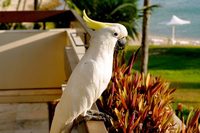 A gorgeous parrot lands on the hotel balcony of visitors to Australia's Great Barrier Reef.