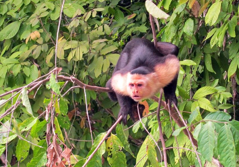A capuchin monkey spotted in the wild in Panama. 