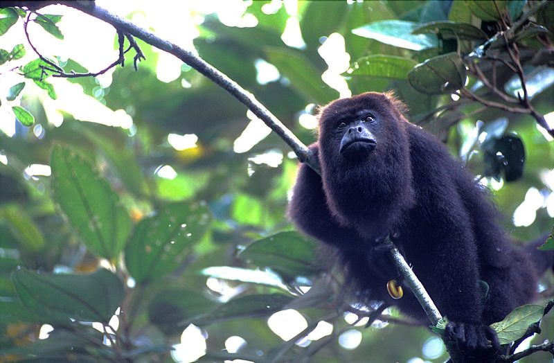The Black Howler Monkey of Belize.