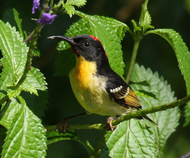An orange-breasted Myzomela at De Voeux Peak on Taveuni, Fiji.
