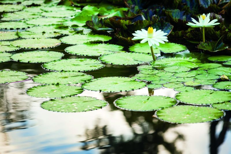 Dorado Beach is filled with eco-friendly touches.