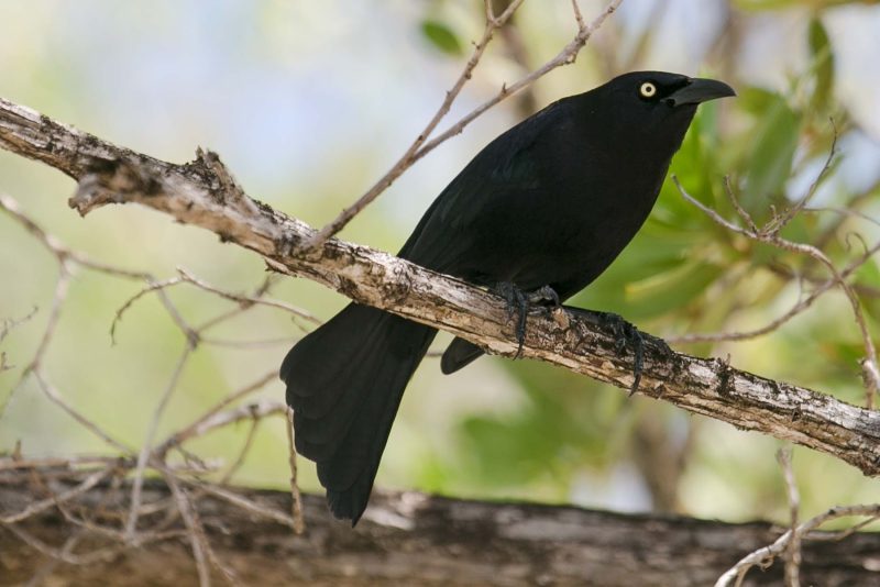 A common grackle, called a cling-cling by the locals, at Goat Island in Grenada.