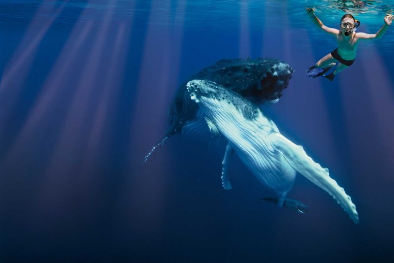 In summer months you can arrange to swim with the whales in Tonga.