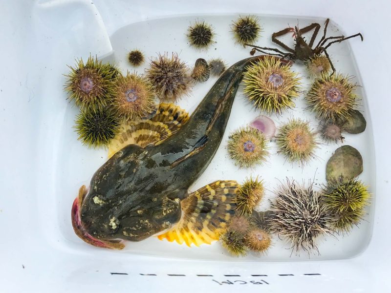 A great sculpin, or double ugly, along with a Pacific wire crab (top right) and two dozen colorful sea urchins captured and documented before they were returned to Auke Bay in Alaska.