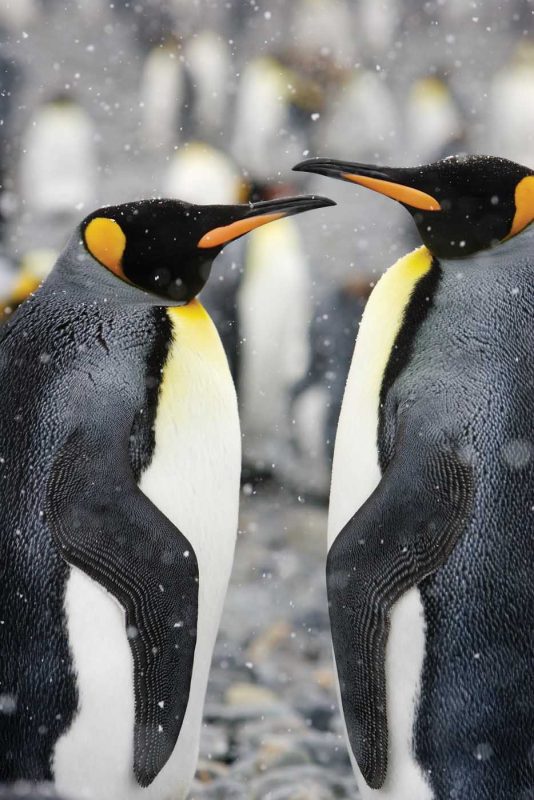 A couple of courting king penguins face each other in Gold Harbor, South Georgia, during a Lindblad Expedition.