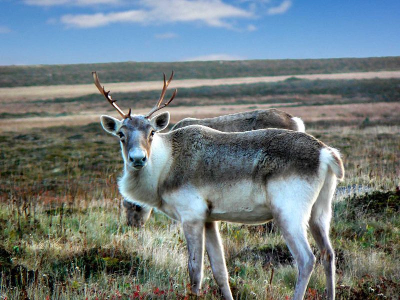 A woodland caribou near Cape Race in southeastern Newfoundland.