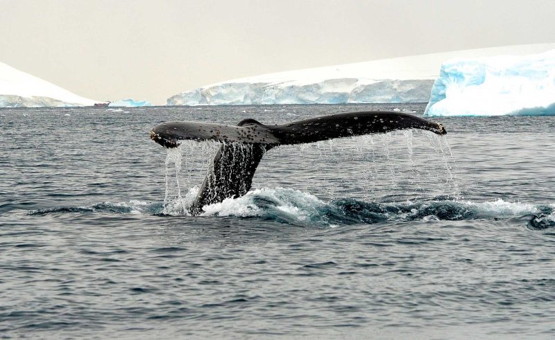 Whale sightings are a common occurrence during sailings to Antarctica.