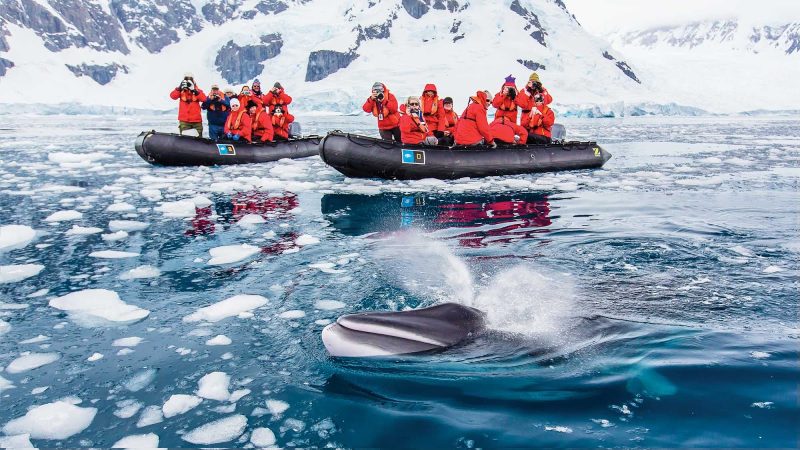 Guests on a Lindblad Expeditions tour spot a minke whale in Paradise Bay, Antarctica.