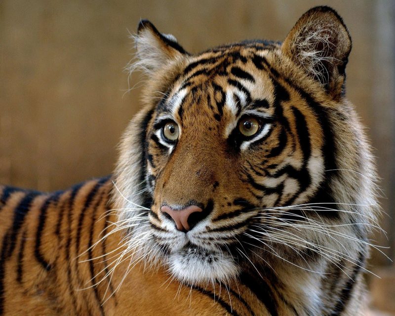 A Bengal tiger at the Zoological Center Tel Aviv-Ramat Gan, a 250-acre drive-through safari area and outdoor zoo that has the largest collection of wildlife under human care in the Middle East.