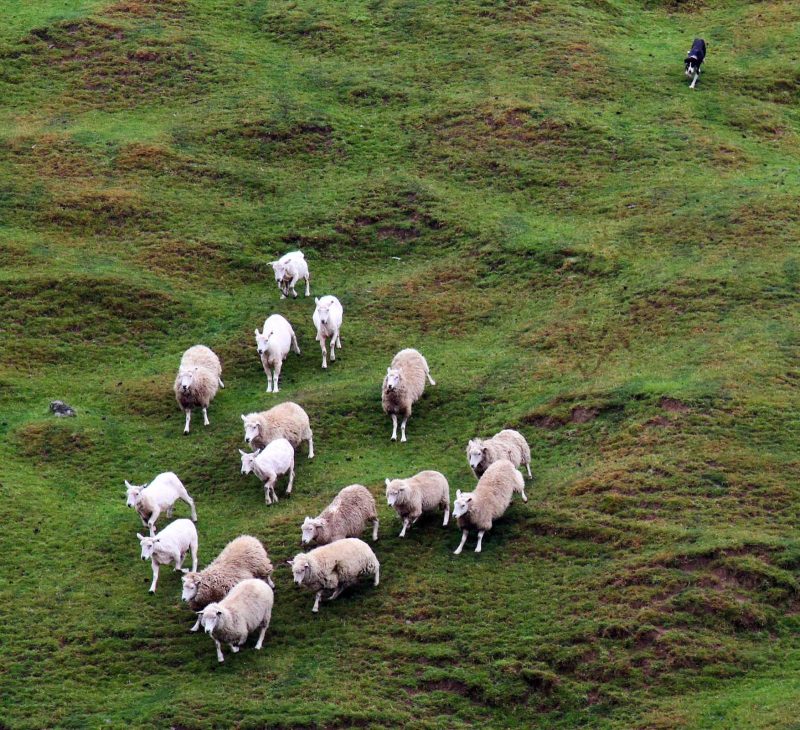 You'll run into sheep wherever you travel on New Zealand's South Island.