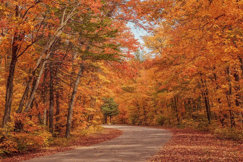 Algonquin Park in Ontario at the height of fall foliage.