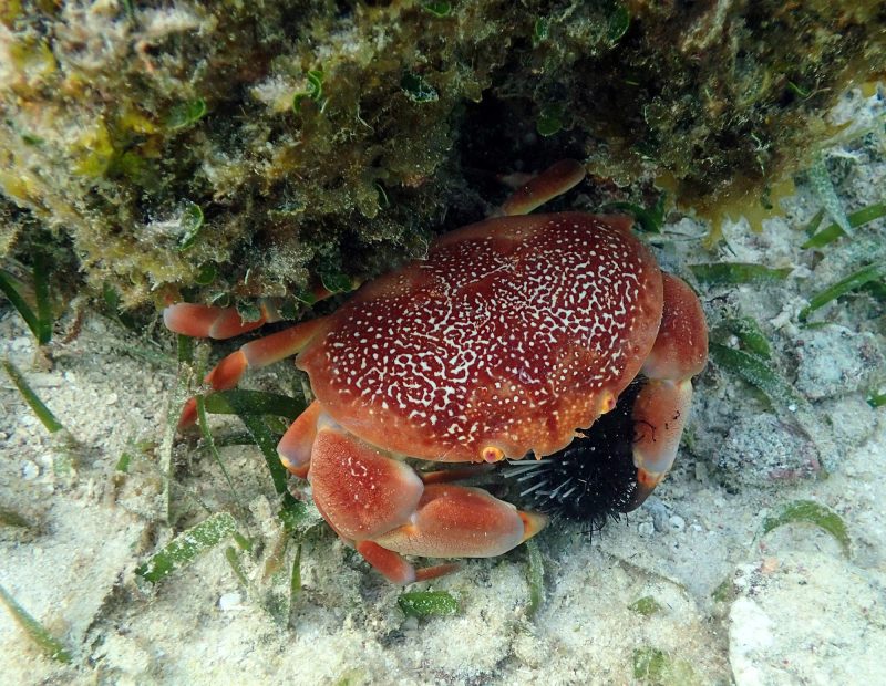 A red-colored crab on the seabed of Roatan's coral barrier reef.