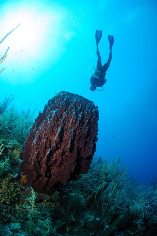 Scuba diving off the coast of Belize.