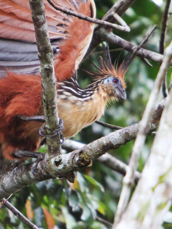 Spot the diverse native wildlife of the Amazon as you go on a hiking trip during a Lindblad expedition.
