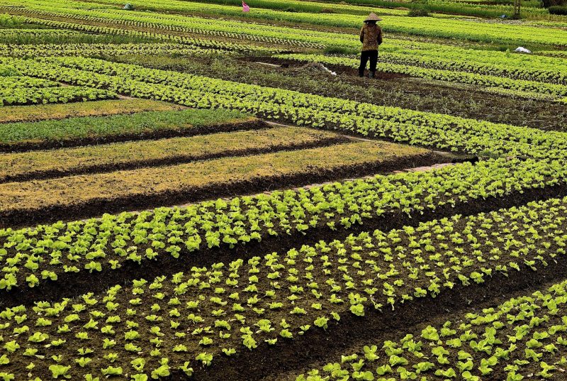Lush crop plantings in a village on the Vietnam side of the Mekong River.