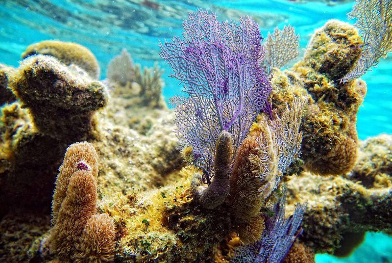 Colorful coral in the barrier reef at Roatan, Honduras. 