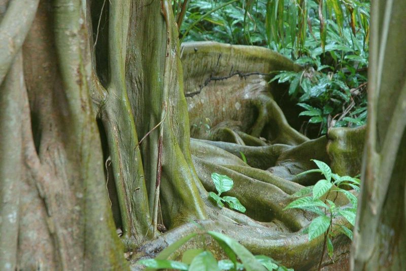 A tree in the Belize rainforest.
