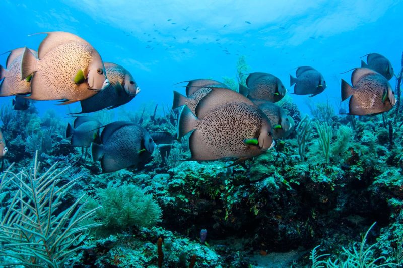 Fish in the Great Belize Barrier Reef.