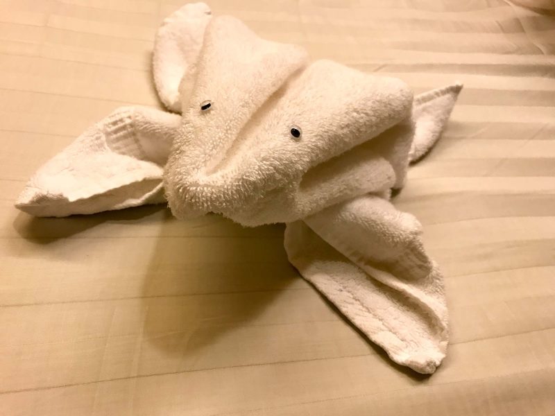 A frog towel left for guests during turndown service on ms Oosterdam.