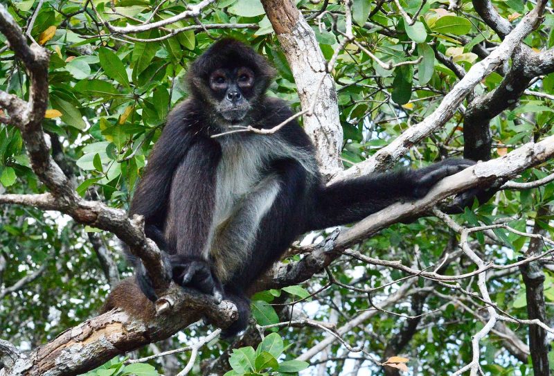 A spider monkey in the rainforest of Belize.