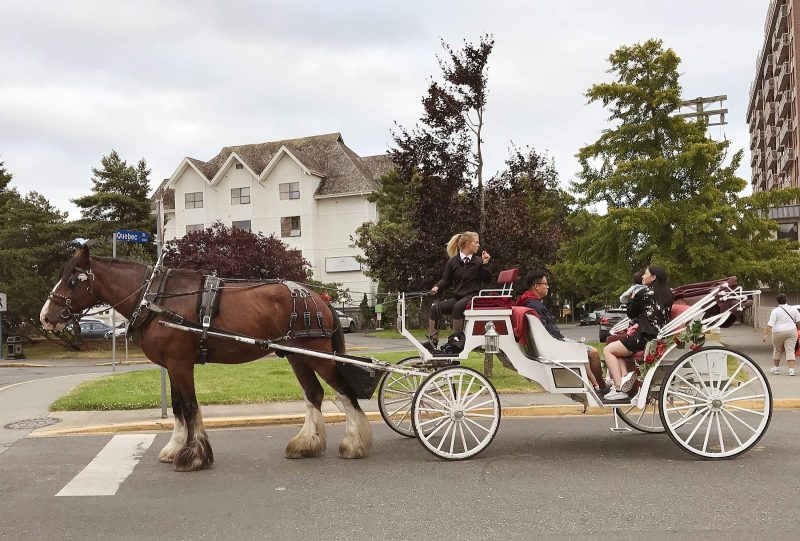 A horse-drawn carriage takes visitors along the waterfront of Victoria, British Columbia.
