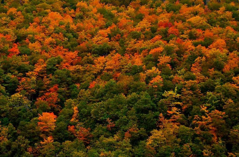 Fall colors on Cape Breton Island, Nova Scotia. (Click to enlarge.)