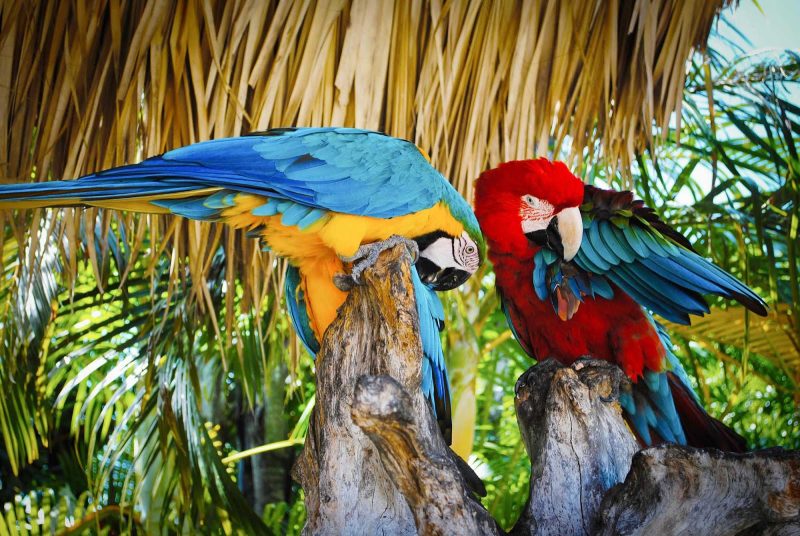 See parrots and other tropical birds on a trip to Cuba or the Dominican Republic.